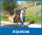 Alpakas