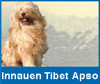 Innauen Tibet Apso